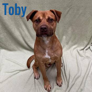 Rescue Pit Bull Terrier Dogs for Adoption in Pleasantville, New Jersey - Toby | PetCurious