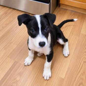 Echo -  Mixed Breed Dog for Adoption in Brewton, Alabama - Echo | PetCurious