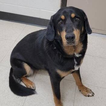 Macadamia -  Labrador Retriever and Shepherd Dog for Adoption in Durham, North Carolina - Macadamia | PetCurious