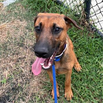T106951 RIYA -  Shepherd and Mixed Breed Dog for Adoption in Port Washington, New York - T106951 RIYA | PetCurious