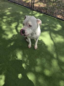 American Bulldog Dogs Available for Adoption in Lakeland, Florida - Helen | PetCurious