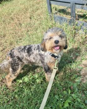 Brock -  Cockapoo Dog for Adoption in Richmond, Kentucky - Brock | PetCurious