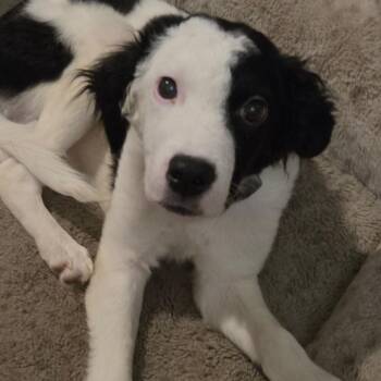Felix -  Border Collie and Hound Dog for Adoption in Homewood, Illinois - Felix | PetCurious
