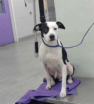 Staffordshire Bull Terrier and Mixed Breed Dogs Available for Adoption in Houston, Texas - PETEY | PetCurious