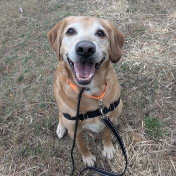 Yellow Labrador Retriever and Mixed Breed Dogs Available for Adoption in Concord, New Hampshire - Buddy | PetCurious