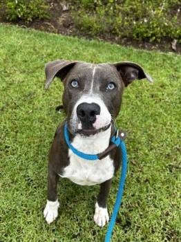 Casanova -  Pit Bull Terrier and Mixed Breed Dog for Adoption in Honolulu, Hawaii - Casanova | PetCurious
