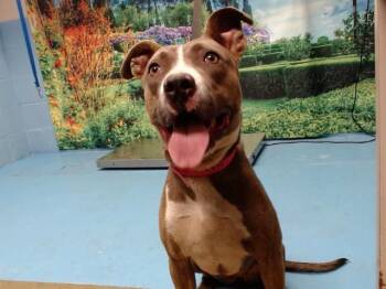A554010 -  Pit Bull Terrier and Mixed Breed Dog for Adoption in Moreno Valley, California - A554010 | PetCurious