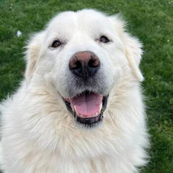 Rescue Great Pyrenees Dogs for Adoption in Auburn, California - INARA | PetCurious