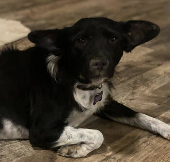 Rescue Border Collie Dogs for Adoption - Linda | PetCurious