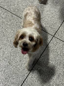 Cavapoo Dogs Available for Adoption in Antwerp, Ohio - Callie 16 Lbs | PetCurious