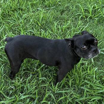 Dottie -  French Bulldog Dog for Adoption in Pilot Point, Texas - Dottie | PetCurious