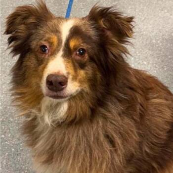 Australian Shepherd Dogs Available for Adoption in Plainfield, Illinois - Lucy | PetCurious