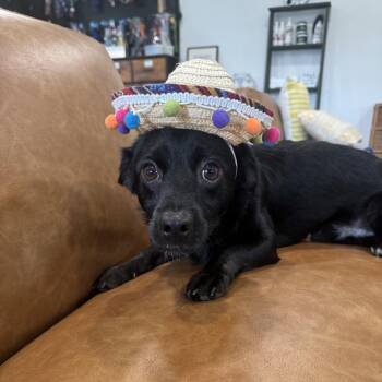 SPINNER (680) -  Dachshund and Chihuahua Dog for Adoption in Indiantown, Florida - SPINNER (680) | PetCurious