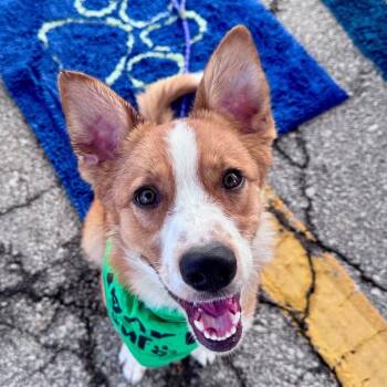 Athena -  Border Collie and Australian Shepherd Dog for Adoption - Athena | PetCurious