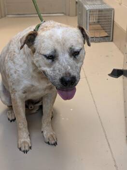 Ozzie -  Australian Cattle Dog Blue Heeler and Pit Bull Terrier Dog for Adoption in Johnson City, Tennessee - Ozzie | PetCurious