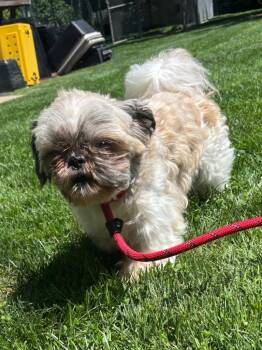 Mylo -  Shih Tzu Dog for Adoption in Fall River, Massachusetts - Mylo | PetCurious