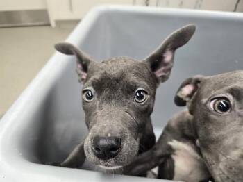 Boxer and Mixed Breed Dogs Available for Adoption - WHIMSICAL SUMMER DAY | PetCurious