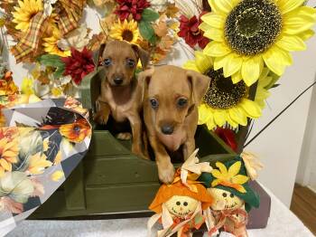 AKC Ruby -  Dog for Sale in Winston-salem, North Carolina - AKC Ruby | PetCurious