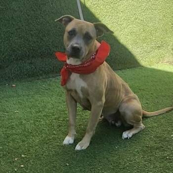 Charlene -  American Staffordshire Terrier Dog for Adoption in Oak Point, Texas - Charlene | PetCurious