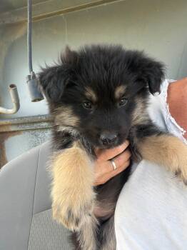 Blackie -  Mixed Breed Dog Available for Adoption in Wilsall, Montana - Blackie | PetCurious
