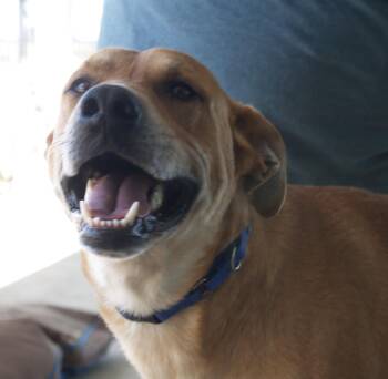 Mixed Breed Dogs Available for Adoption in Ladonia, Texas - Daddy | PetCurious