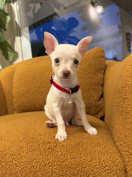 William -  Chihuahua Dog for Adoption in Reedley, California - William | PetCurious