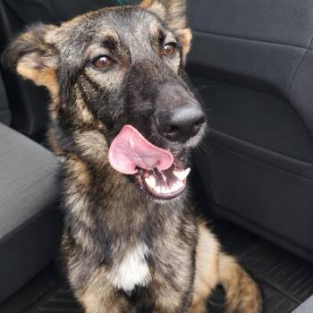 Sadie -  German Shepherd Dog Dog for Adoption in Eufaula, Alabama - Sadie | PetCurious