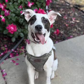 Pit Bull Terrier and Great Pyrenees Dogs Available for Adoption in Columbia, South Carolina - Letty | PetCurious