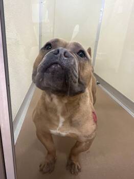 Doodles -  Pit Bull Terrier Dog for Adoption in Douglasville, Georgia - Doodles | PetCurious