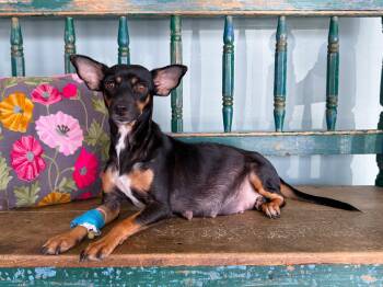 Pocketbook -  Rat Terrier and Chihuahua Dog for Adoption in San Antonio, Texas - Pocketbook | PetCurious