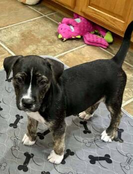 Popsicle -  Husky and Pit Bull Terrier Dog for Adoption in West Peoria, Illinois - Popsicle | PetCurious