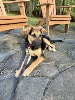 Diego -  Shepherd Dog for Adoption in Pembroke, Massachusetts - Diego | PetCurious