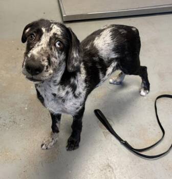 *Domino* -  Catahoula Leopard Dog Dog for Adoption in Salt Lake City, Utah - *Domino* | PetCurious