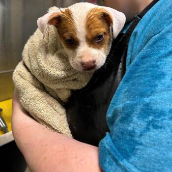 Terrier and Cattle Dog Dogs Available for Adoption in Galax, Virginia - Mathis | PetCurious