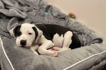 Rescue Labrador Retriever Dogs for Adoption in Union Grove, Wisconsin - Ophelia | PetCurious