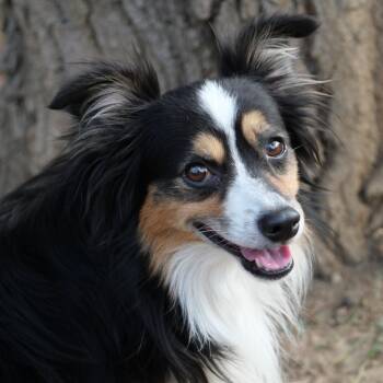 Kodak (Mini) -  Australian Shepherd and Cavalier King Charles Spaniel Dog for Adoption in Boulder, Colorado - Kodak (Mini) | PetCurious