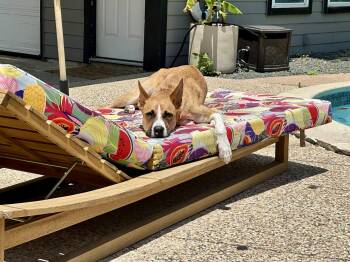 Rescue Boxer and Belgian Shepherd Malinois Dogs for Adoption in Mooresville, North Carolina - Teeka | PetCurious