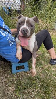 Swayze -  Pit Bull Terrier Dog for Adoption in Chicago, Illinois - Swayze | PetCurious