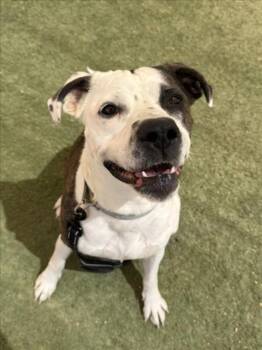 Pit Bull Terrier Dogs Available for Adoption in Las Vegas, Nevada - BELLE | PetCurious