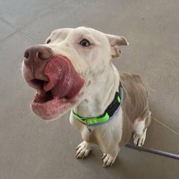 Xena -  Mixed Breed Dog for Adoption in Bentonville, Arkansas - Xena | PetCurious