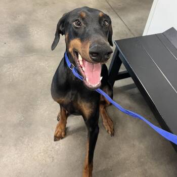Doberman Pinscher Dogs Available for Adoption in Tampa, Florida - Charo | PetCurious