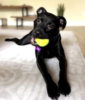 Staffordshire Bull Terrier and Mixed Breed Dogs Available for Adoption in Austin, Texas - Pepper | PetCurious