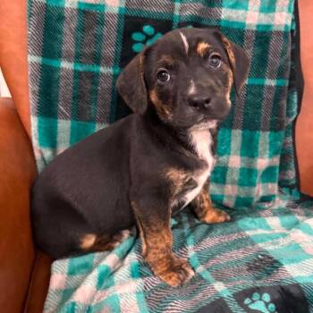 CT Oliver -  Australian Shepherd and Mountain Cur Dog for Adoption in Stormville, New York - CT Oliver | PetCurious
