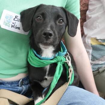 Wilma -  Retriever and Shepherd Dog for Adoption in Washington, District Of Columbia - Wilma | PetCurious