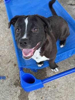 Terrier Dogs Available for Adoption in Plumerville, Arkansas - Mason | PetCurious