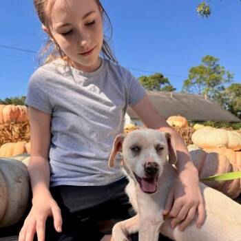 Wirehaired Terrier and Chihuahua Dogs Available for Adoption - Castiel | PetCurious