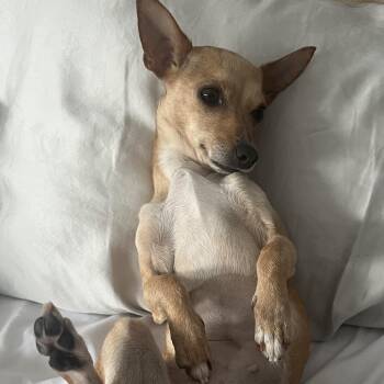Chihuahua Dogs Available for Adoption - Lemon | PetCurious