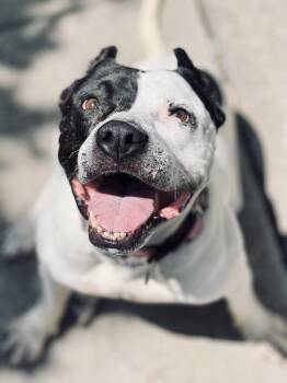Luna -  American Staffordshire Terrier and American Bulldog Dog for Adoption - Luna | PetCurious