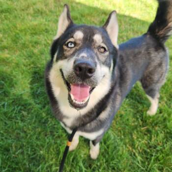 Dino -  Siberian Husky Dog for Adoption in Fort Wayne, Indiana - Dino | PetCurious