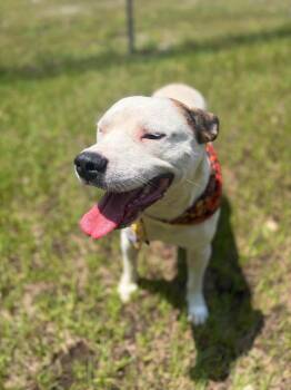 Spot -  Mixed Breed Dog for Adoption in Winnsboro, South Carolina - Spot | PetCurious